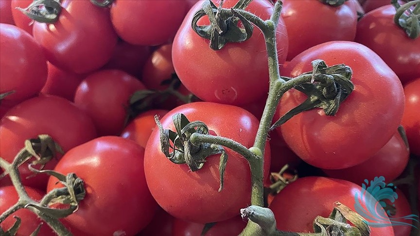 Domatesi Taze Tutma Yöntemleri Nelerdir?