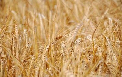 wheat nedir?