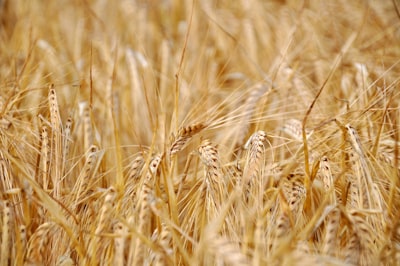 wheat nedir?